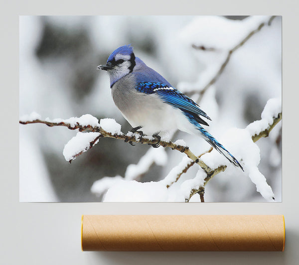 Blue Tit Winter Print