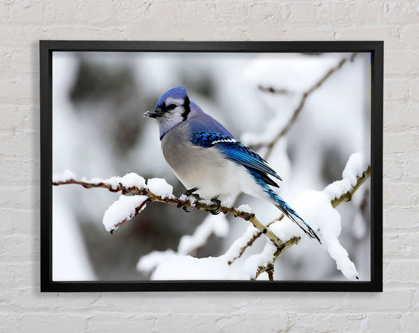 Blue Tit Winter Framed Print