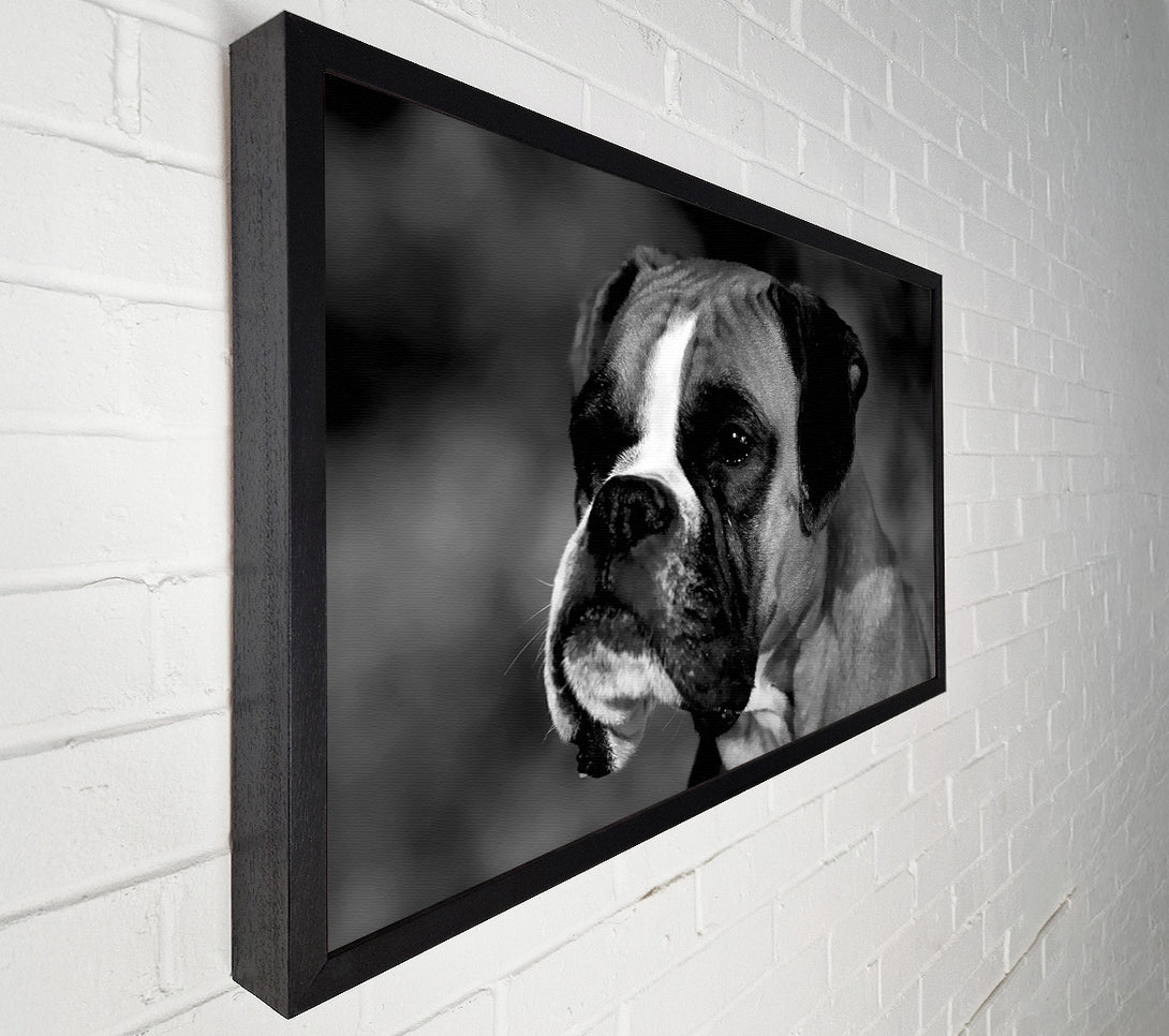  A Canvas Print of Boxer Beauty Canvas Print