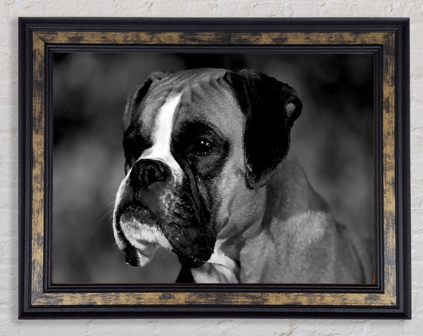 Boxer Beauty Framed Print