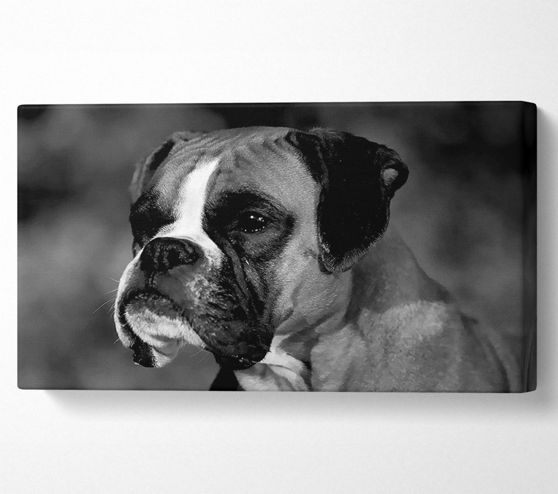  A Canvas Print of Boxer Beauty Canvas Print