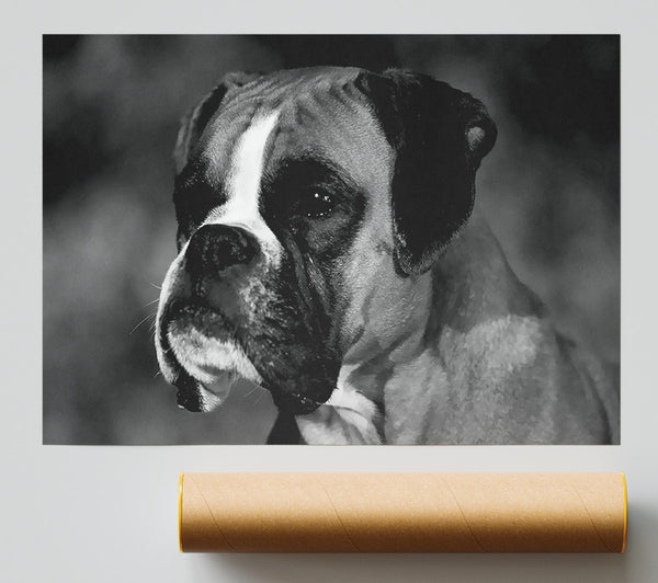 Boxer Beauty Print