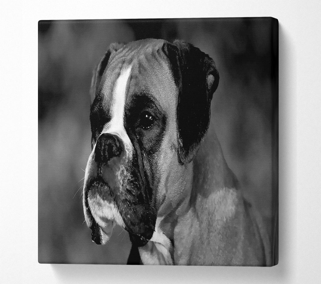  A Canvas Print of Boxer Beauty Canvas Print