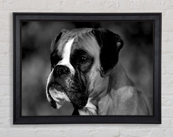 Boxer Beauty Framed Print