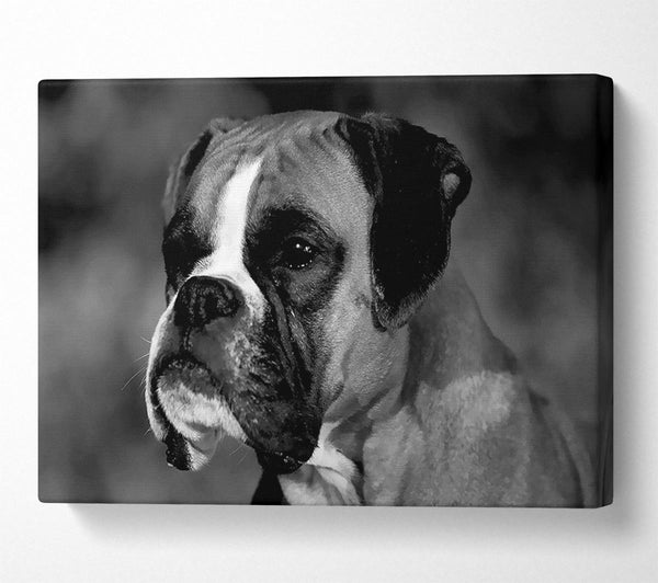  A Canvas Print of Boxer Beauty Canvas Print