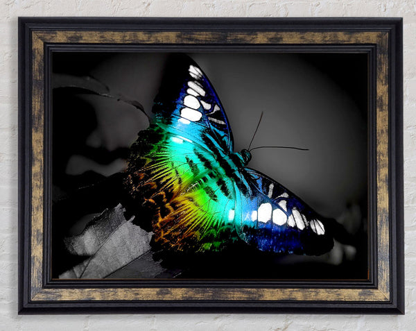 Bright Butterfly Framed Print