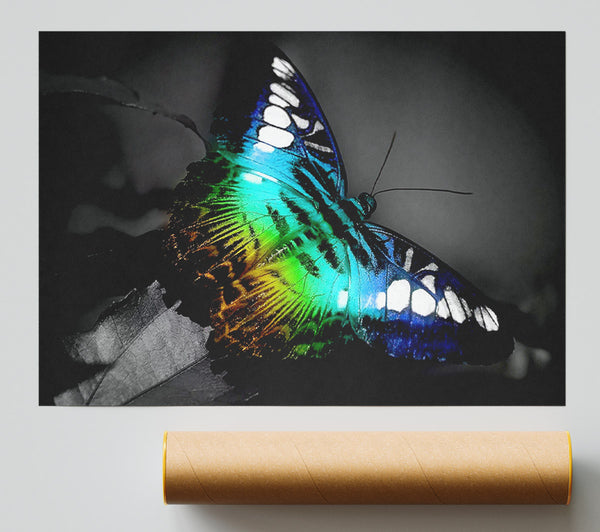 Bright Butterfly Poster