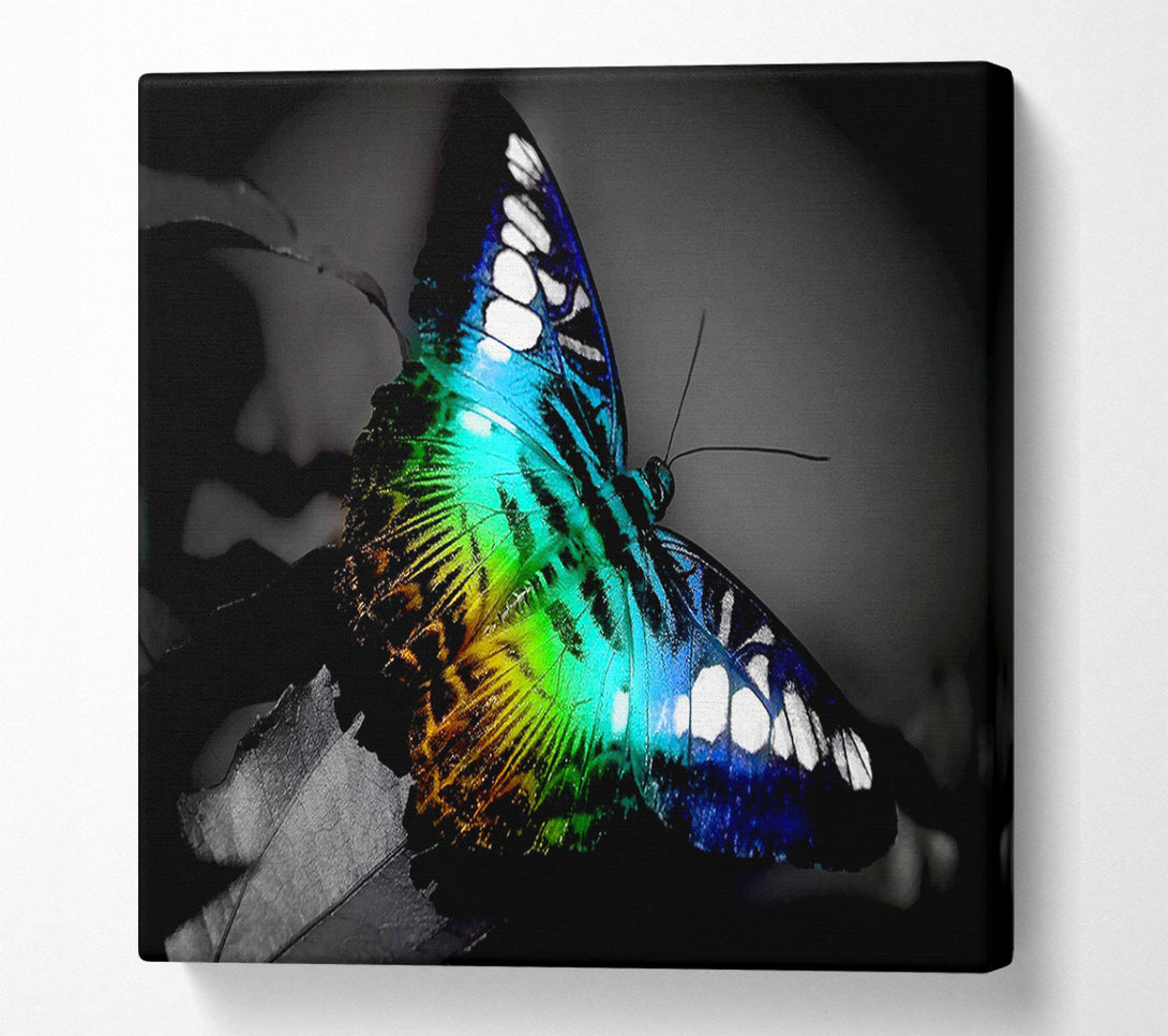  A Canvas Print of Bright Butterfly Canvas Wall Art