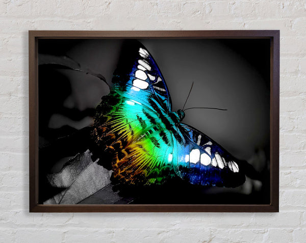 Bright Butterfly Framed Print