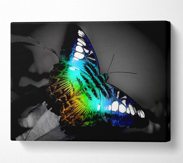  A Canvas Print of Bright Butterfly Canvas Wall Art