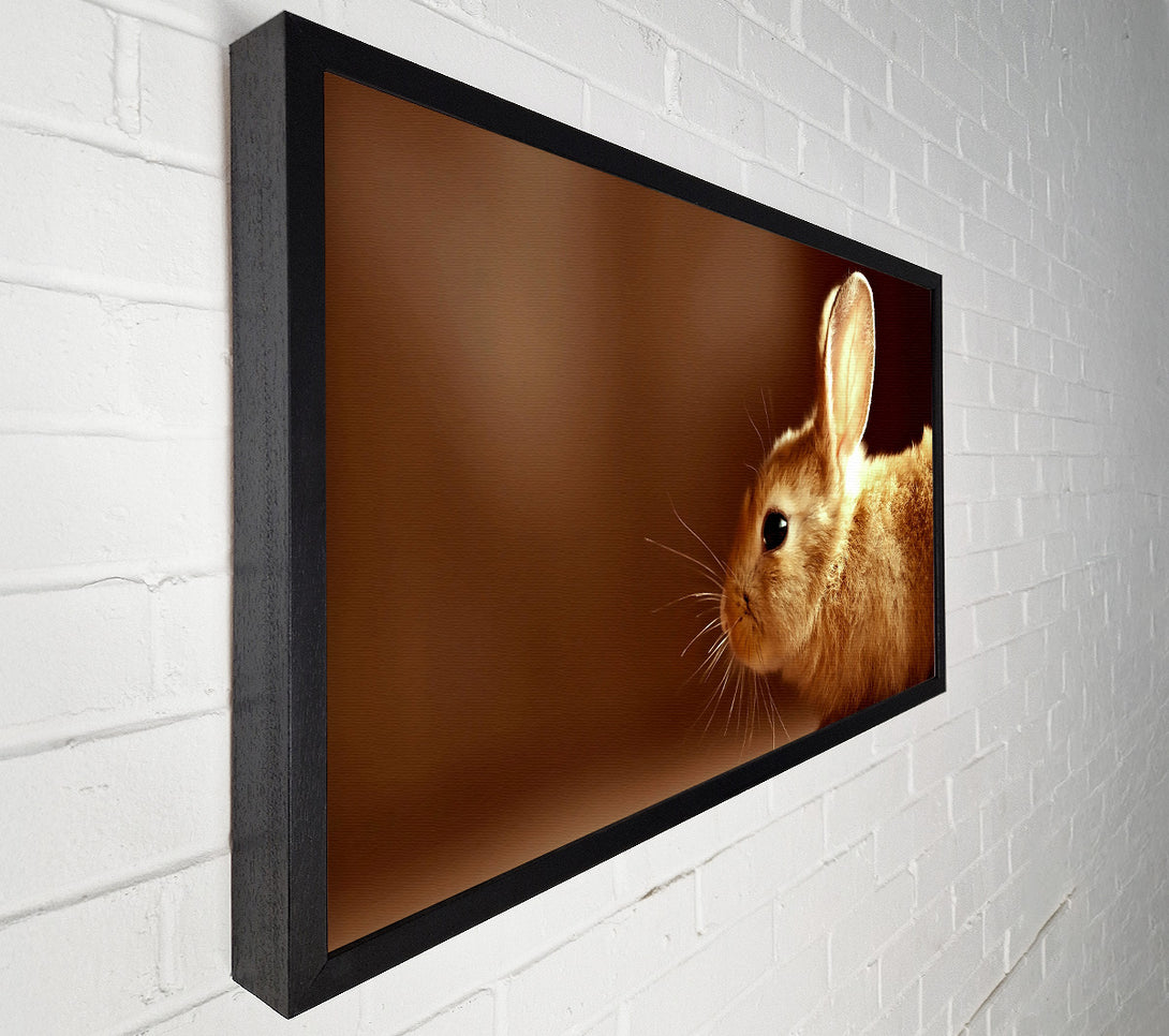  A Canvas Print of Bunny Whiskers Canvas Art