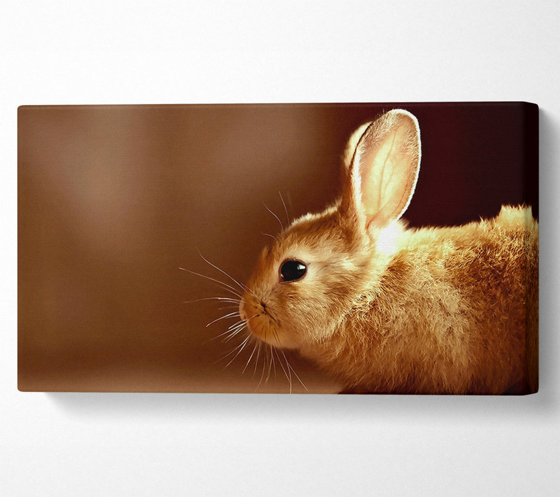  A Canvas Print of Bunny Whiskers Canvas Art