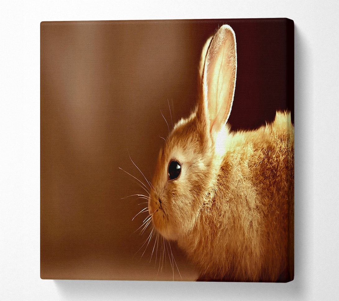  A Canvas Print of Bunny Whiskers Canvas Art
