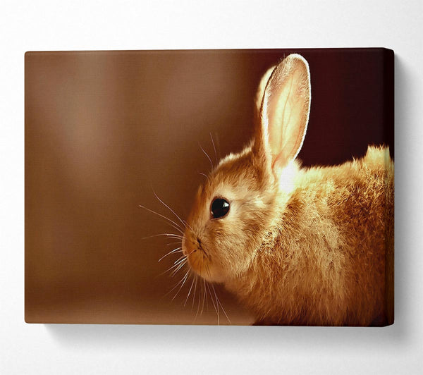  A Canvas Print of Bunny Whiskers Canvas Art