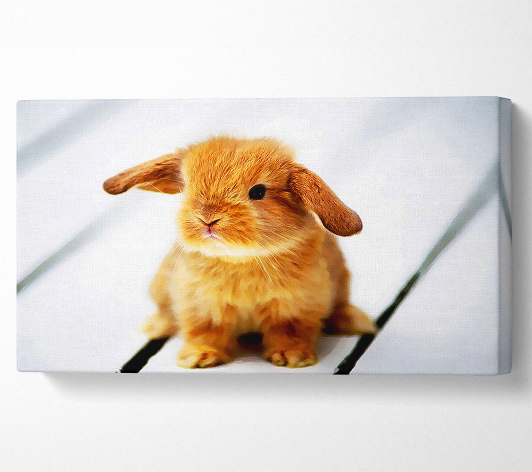  A Canvas Print of Bunny Rabbit Ears Canvas Art