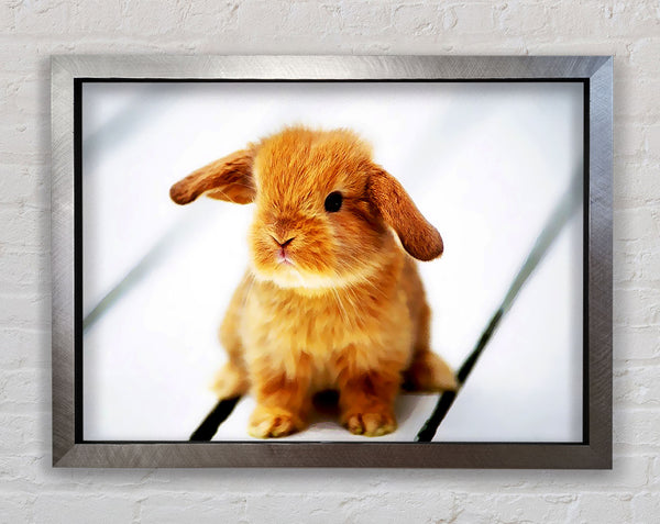 Bunny Rabbit Ears Framed Print