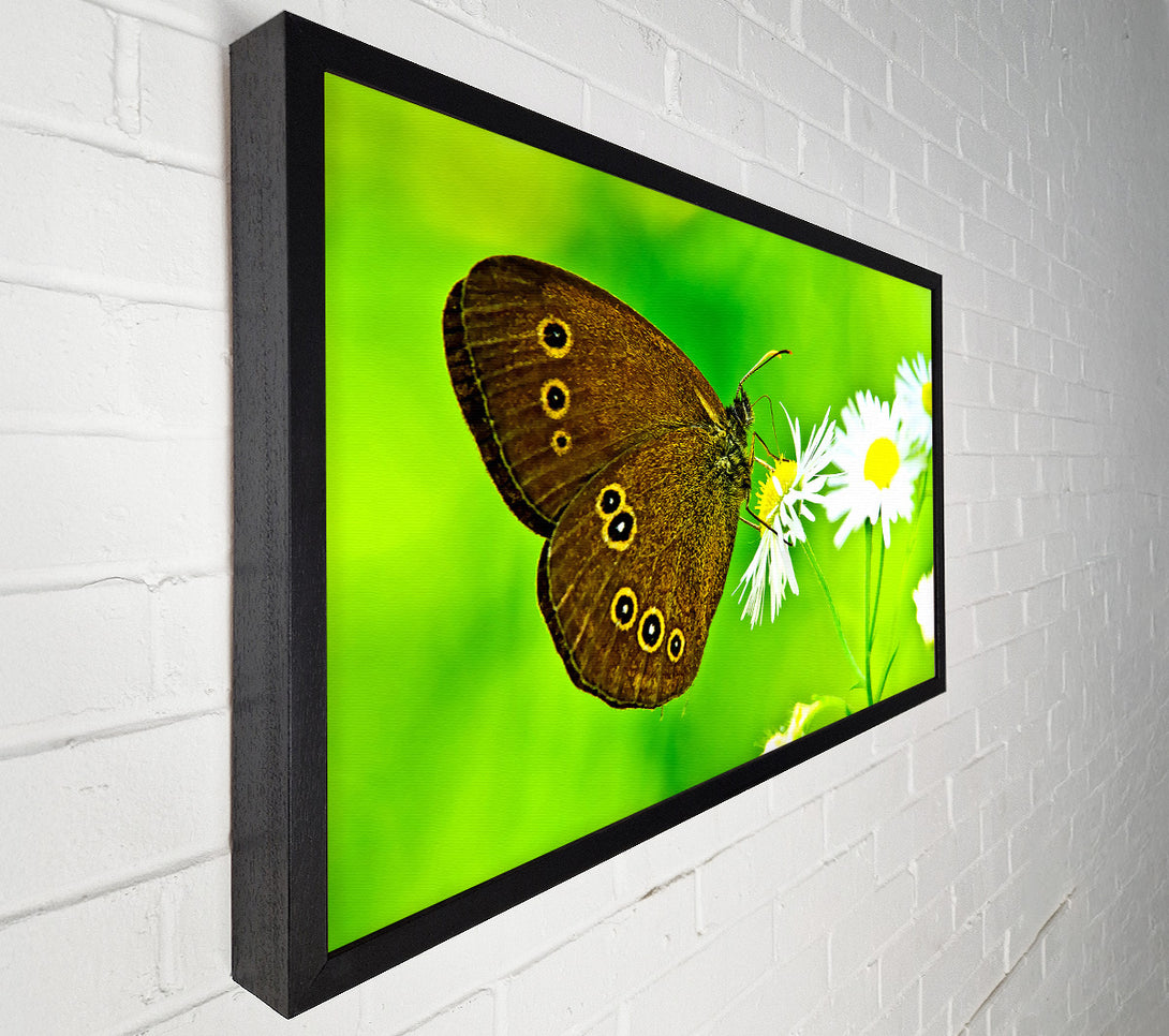  A Canvas Print of Butterfly Close Up Canvas Art