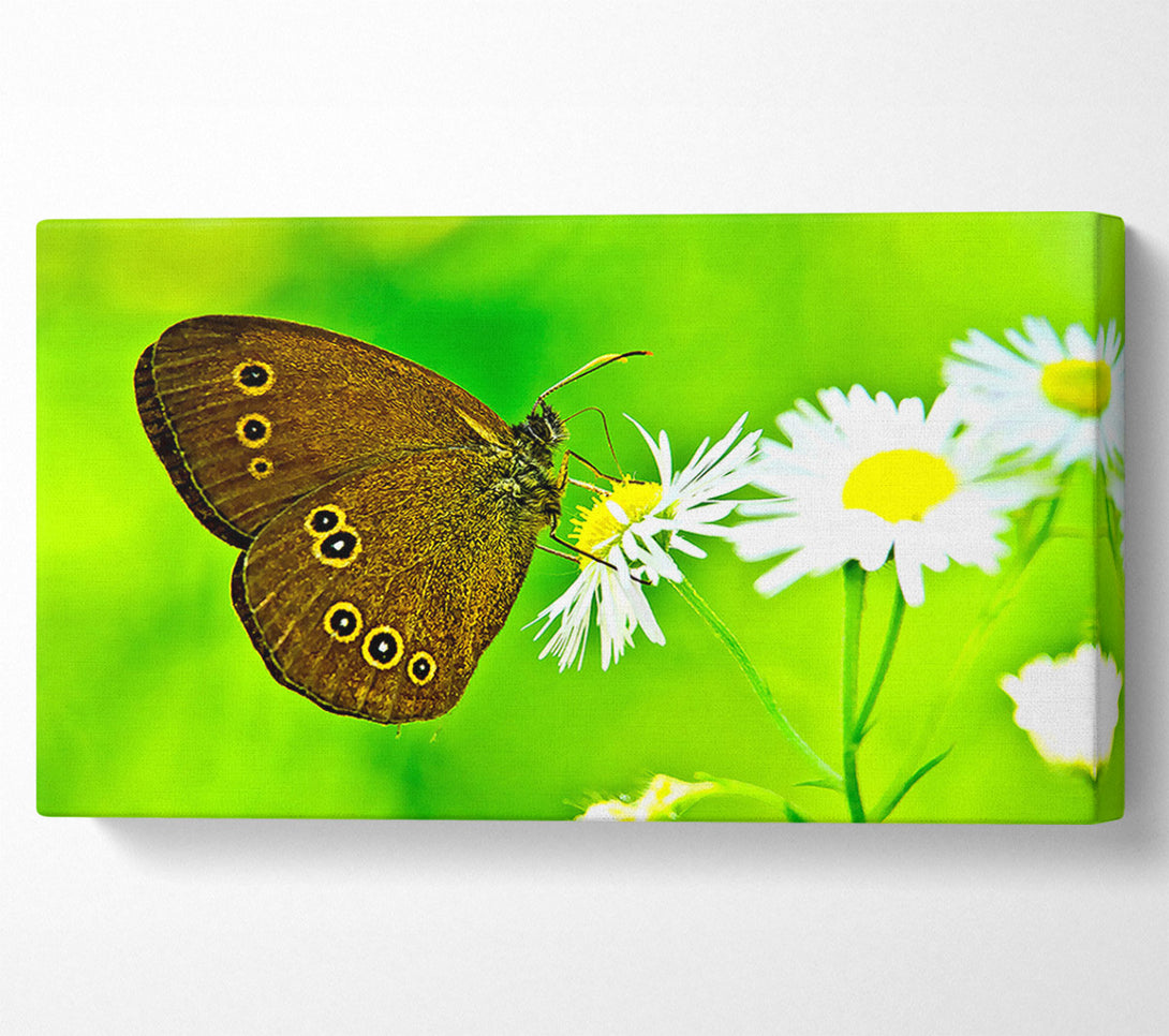  A Canvas Print of Butterfly Close Up Canvas Art