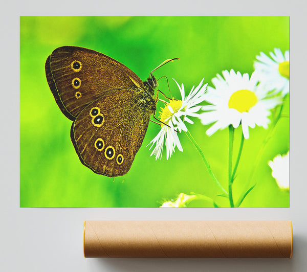 Butterfly Close Up Giclee Print