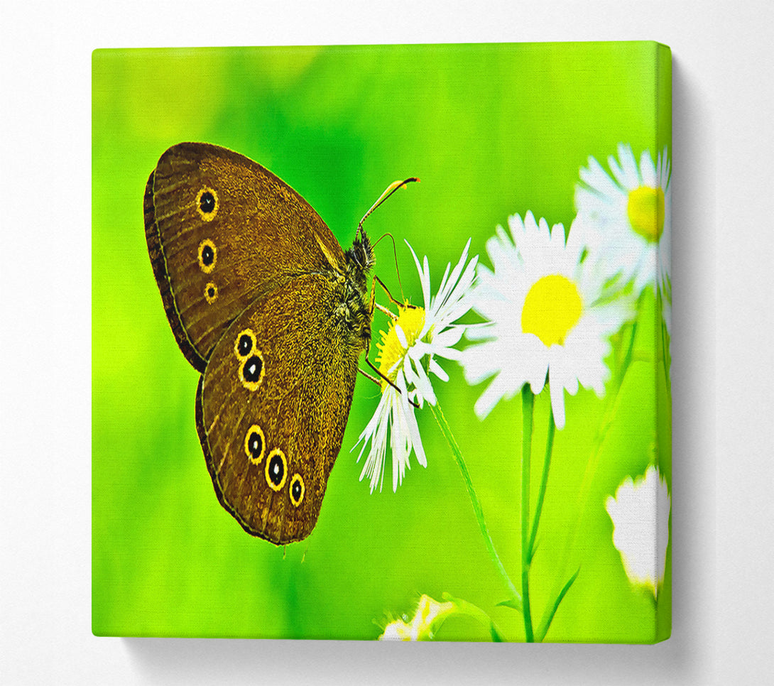  A Canvas Print of Butterfly Close Up Canvas Art