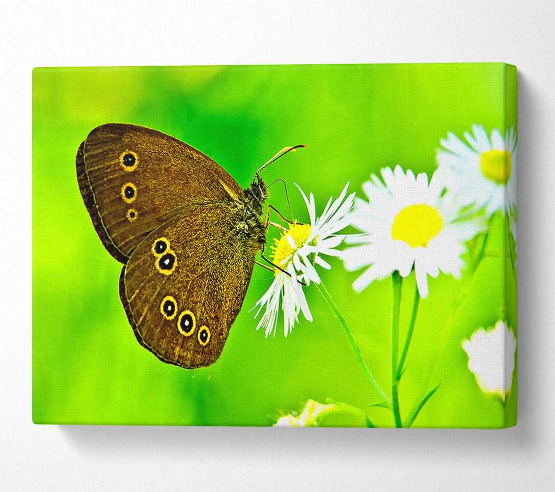  A Canvas Print of Butterfly Close Up Canvas Art