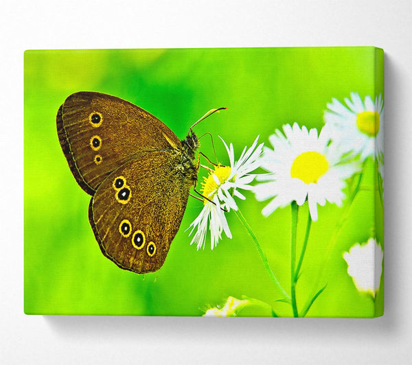  A Canvas Print of Butterfly Close Up Canvas Art