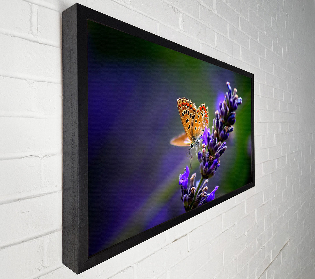  A Canvas Print of Butterfly On Lavender Flower Canvas Wall Art