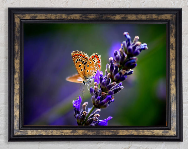 Butterfly On Lavender Flower Framed Print