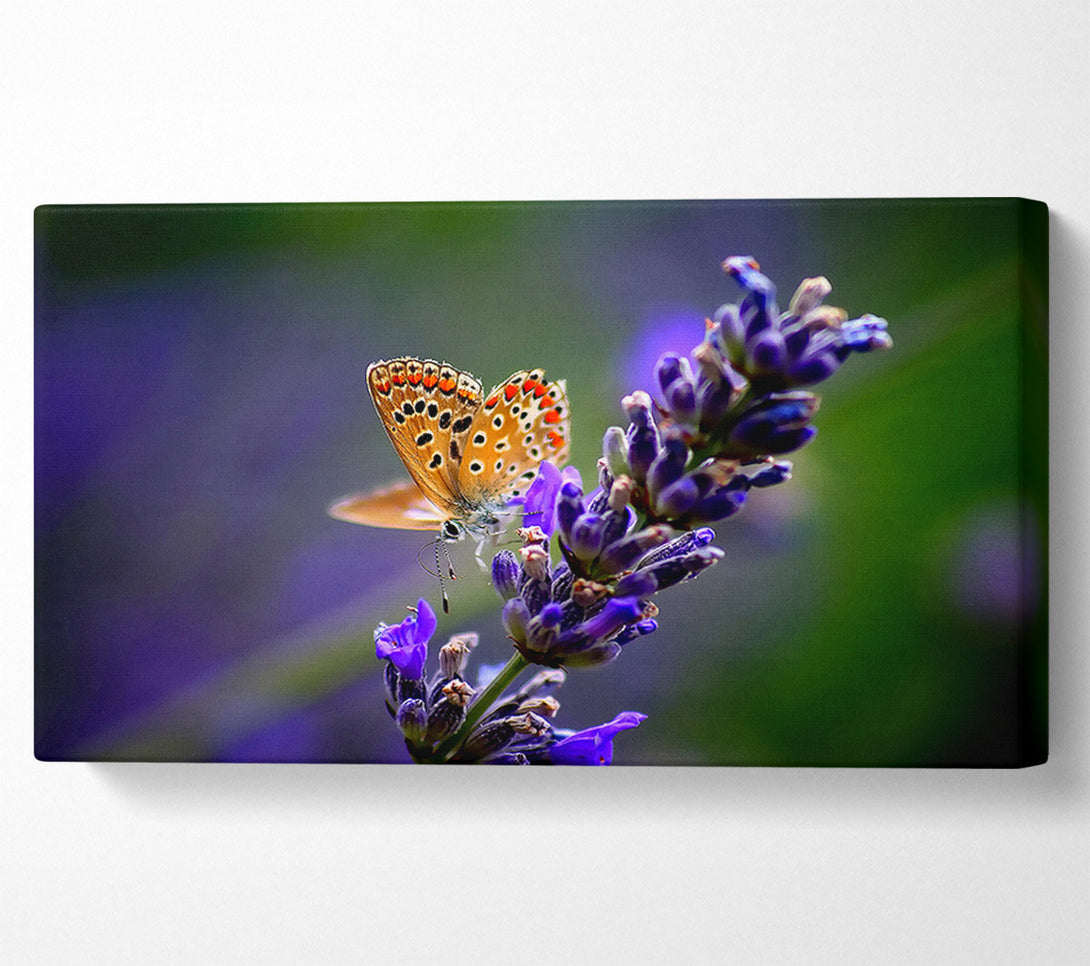  A Canvas Print of Butterfly On Lavender Flower Canvas Wall Art