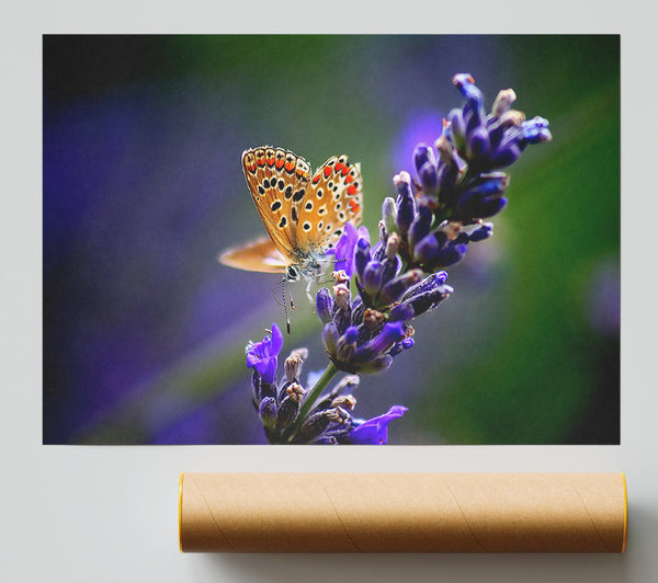 Butterfly On Lavender Flower Poster