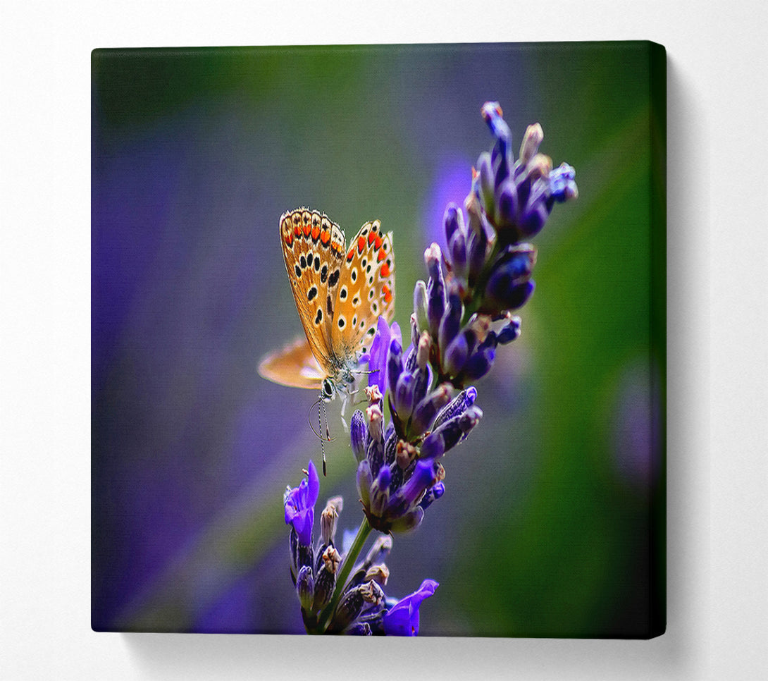  A Canvas Print of Butterfly On Lavender Flower Canvas Wall Art