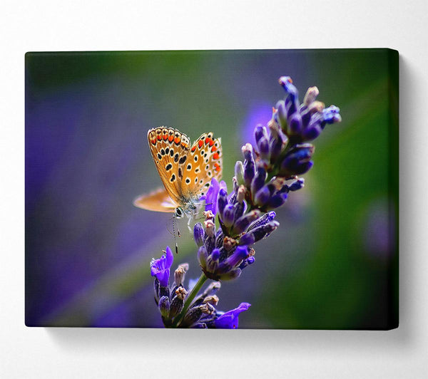  A Canvas Print of Butterfly On Lavender Flower Canvas Wall Art
