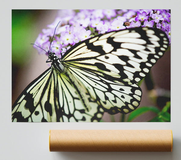 Butterfly Pattern Print