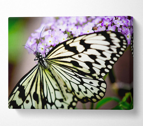  A Canvas Print of Butterfly Pattern Canvas Print