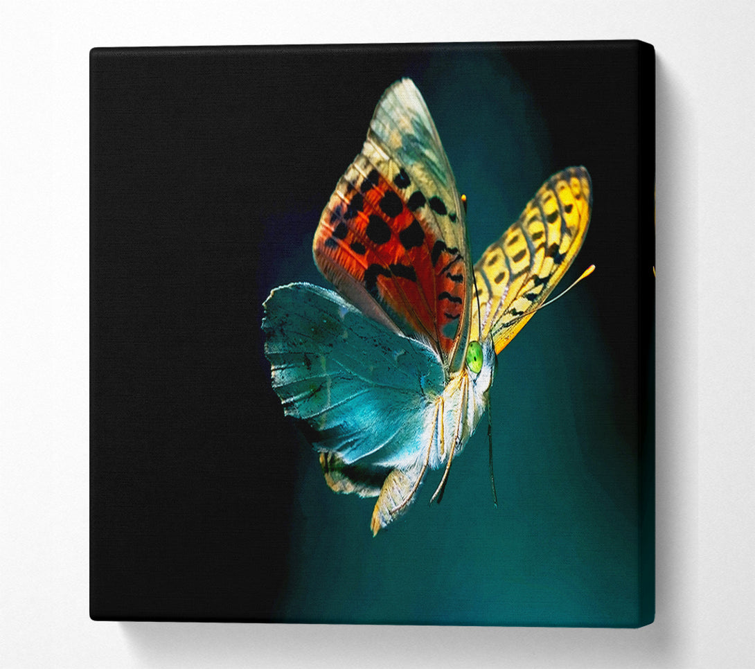  A Canvas Print of Butterfly Rainbow Canvas Print