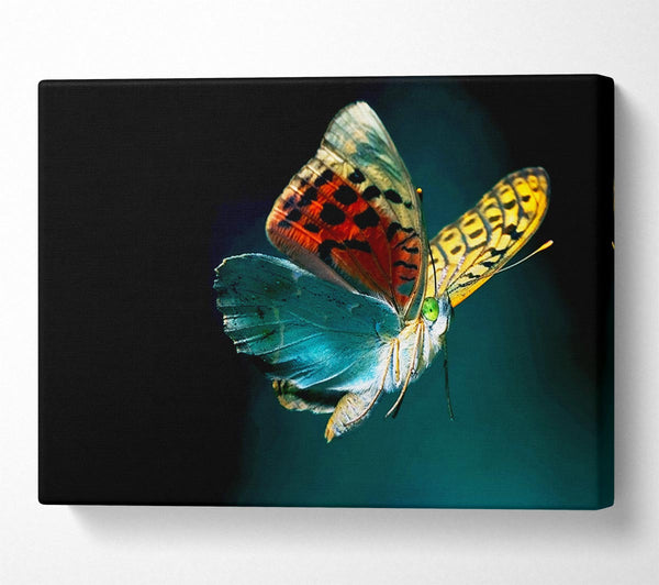  A Canvas Print of Butterfly Rainbow Canvas Print