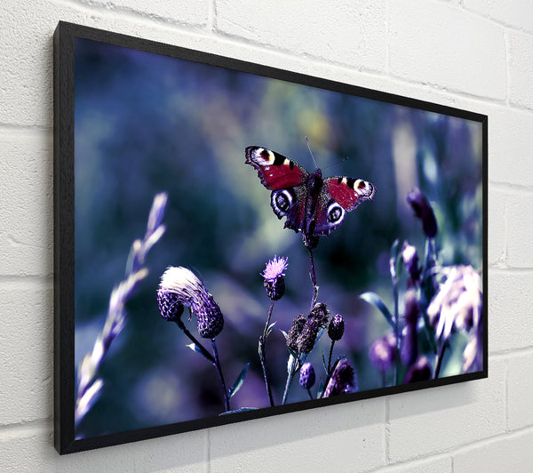 Butterfly With Open Wings