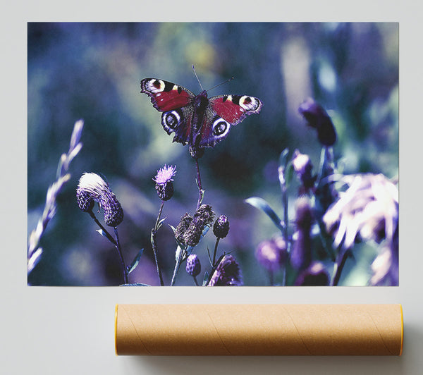 Butterfly With Open Wings Print