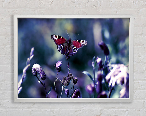 Butterfly With Open Wings Framed Print