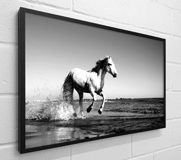 Camargue White Horse