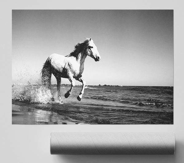 Camargue White Horse Print