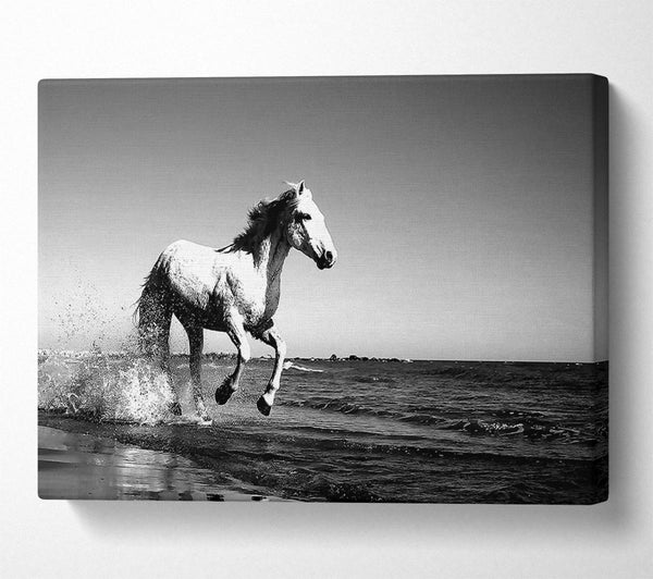  A Canvas Print of Camargue White Horse Canvas Wall Art