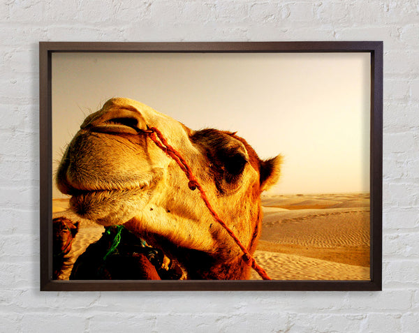 Camel Smile Framed Print