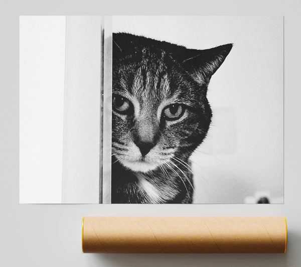Cat Beauty Poster