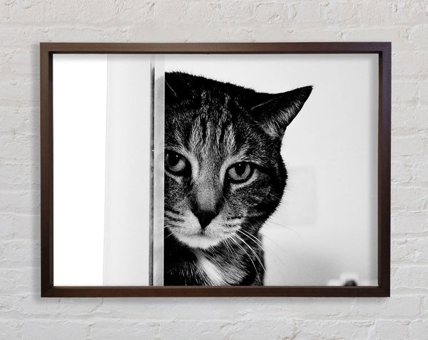 Katzenschönheit