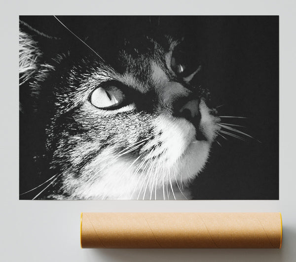 Cat Love Giclee Print