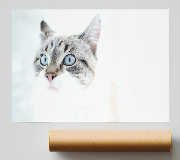 Cat Snow Poster