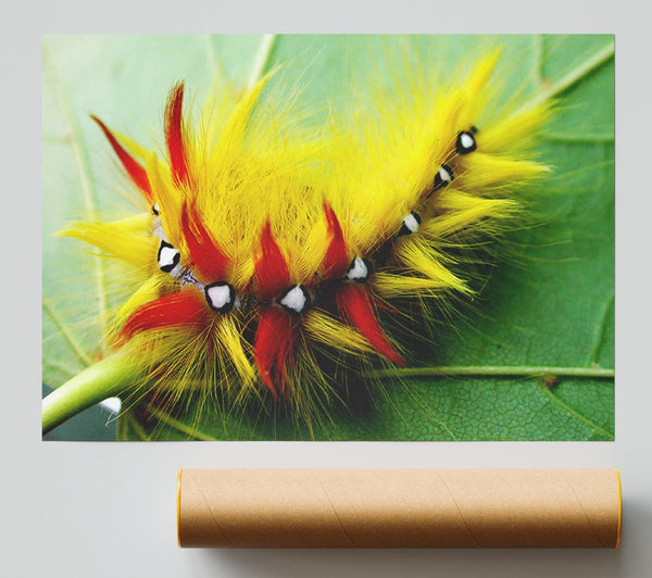Caterpillar Beauty Poster