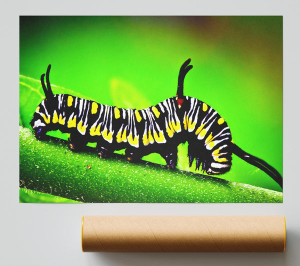 Caterpillar Macro Poster