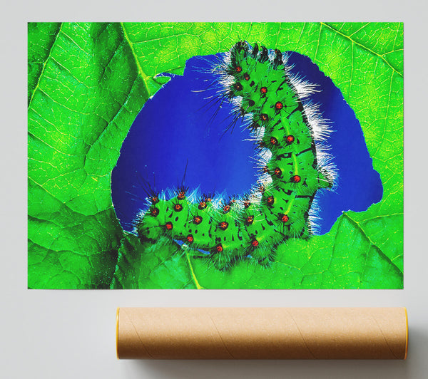Caterpiller Delight Print